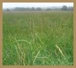 grass-inset