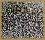 oilseed-rape-inset
