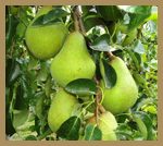 comice-pears-inset