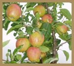 gala-apples-inset