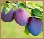 marjorie-plums-inset